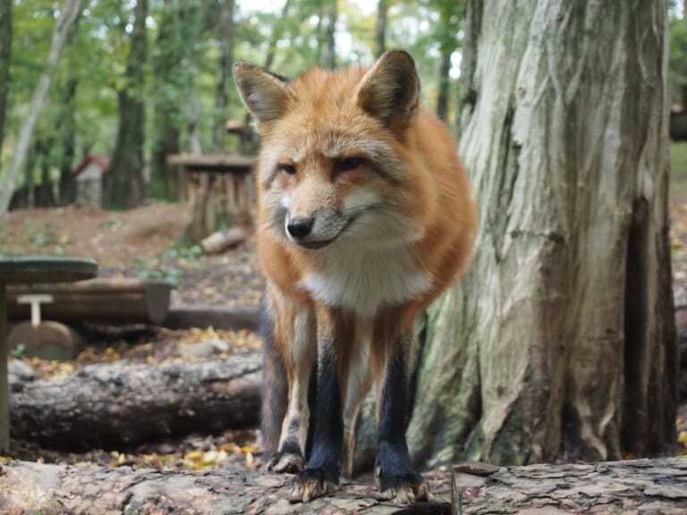 Zao Fox Village